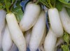 白萝卜 约500g 商品缩略图2