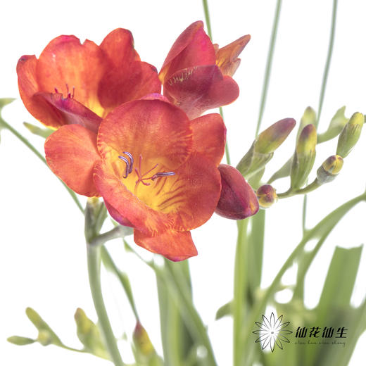 配花 | 小苍兰红色 商品图2