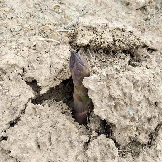 【2026 头茬绿芦笋】旱地种植头茬嫩芦笋，浓浓笋香，沁人心脾，满满春天的味道。地头现挖现发，下单后2-3天内按订单顺序发，江浙沪皖顺丰包邮~ 商品图3