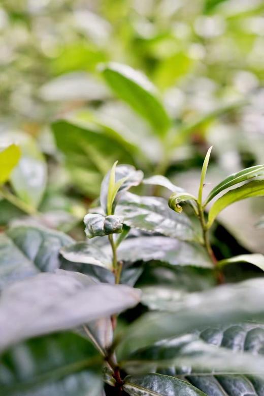 2025西山洞庭的明前碧螺春 商品图2