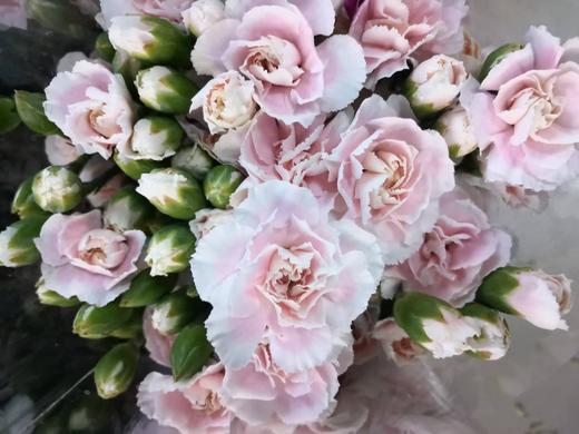 云南多头康DT-粉太子-20支 商品图0