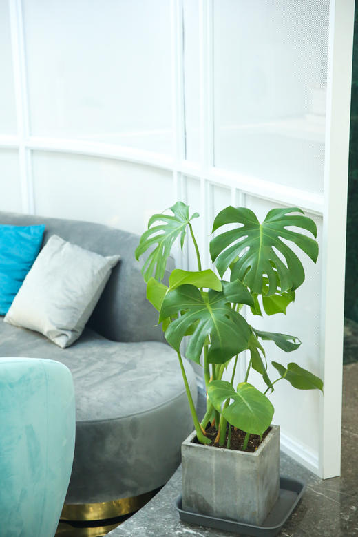 【全屋宅配】鲜花 绿植软装 庭院景观服务“勘察费” 商品图5