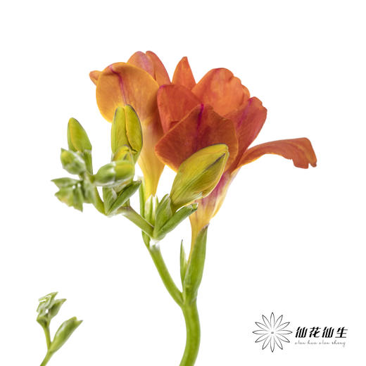 配花 | 小苍兰橙色 商品图1