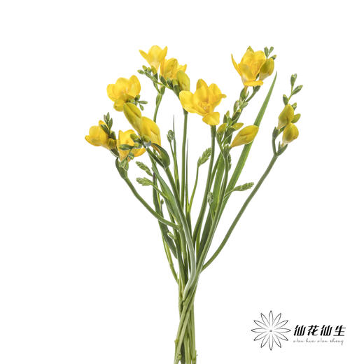 配花 | 小苍兰黄色 商品图7