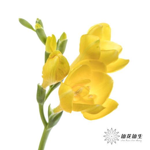 配花 | 小苍兰黄色 商品图9