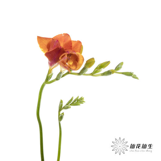 配花 | 小苍兰橙色 商品图5