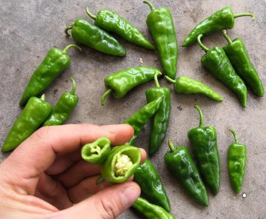 小青椒 约500克 商品图0