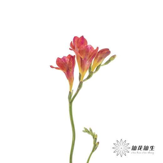 配花 | 小苍兰红色 商品图8