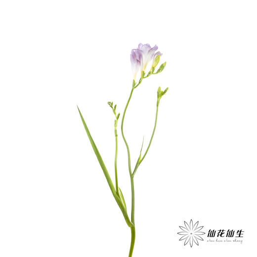 配花 | 小苍兰浅紫 商品图7