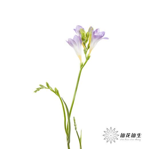 配花 | 小苍兰浅紫 商品图3