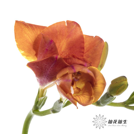 配花 | 小苍兰橙色 商品图2