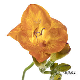 配花 | 小苍兰橙色