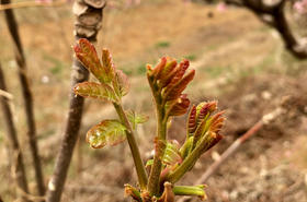现摘新鲜头茬香椿芽，鲜嫩清香 无农药化肥