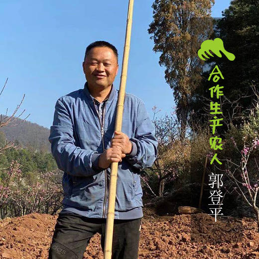 生态香椿（紫椿） | 合作生产* Eco-cedrela sinensis | Coproduction 商品图5