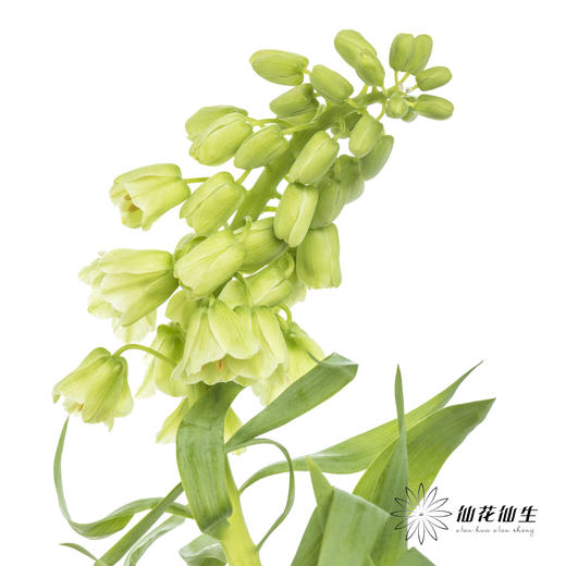 荷兰花材 | 大贝母象牙Ivory Bells 商品图11