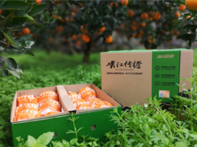 【严选】秭归橙子九月红中果对口箱装（基地直发）