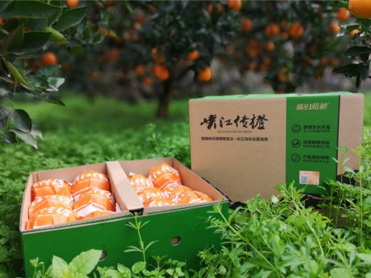 【严选】秭归橙子九月红中果对口箱装（基地直发） 商品图0