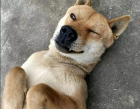 人与狗谁更能熬夜，看完这个我宁愿不如狗