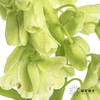 荷兰花材 | 大贝母象牙Ivory Bells 商品缩略图1