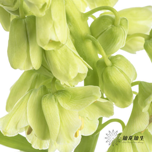 荷兰花材 | 大贝母象牙Ivory Bells 商品图1
