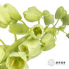 荷兰花材 | 大贝母象牙Ivory Bells 商品缩略图4