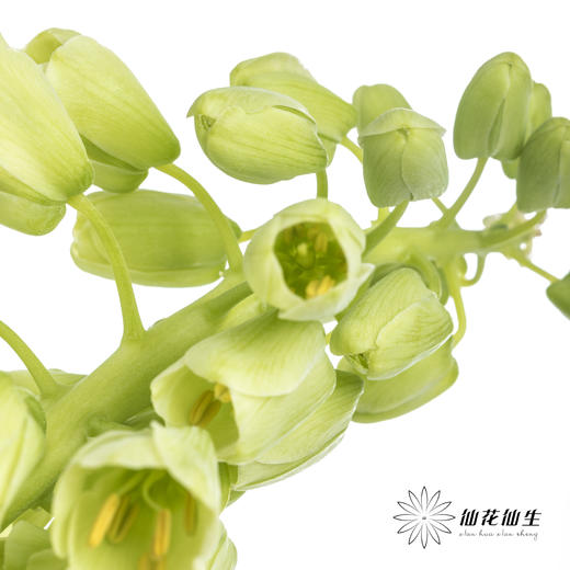 荷兰花材 | 大贝母象牙Ivory Bells 商品图4