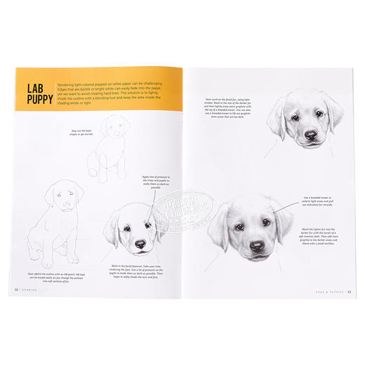【中商原版】如何绘画系列：狗 英文原版 Drawing: Dogs & Puppies: Learn to draw step by step (How to Draw & Paint) 素描技 商品图6