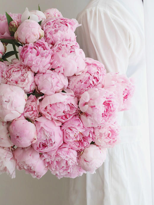 【预售！4.20起陆续发出】莎拉【知足且上进，温柔且坚定】 经典荷兰进口品种粉芍药- 莎拉·伯恩哈特  顺丰空运直发 商品图3