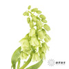 荷兰花材 | 大贝母象牙Ivory Bells 商品缩略图10