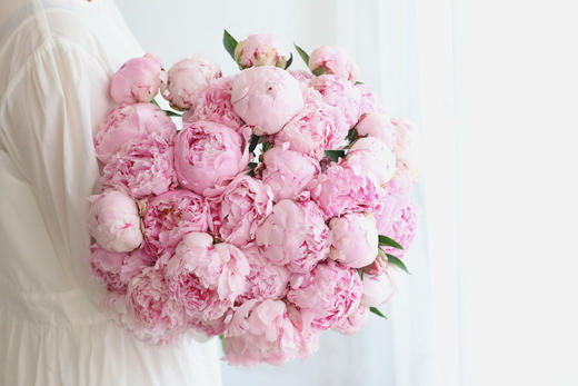 【预售！4.20起陆续发出】莎拉【知足且上进，温柔且坚定】 经典荷兰进口品种粉芍药- 莎拉·伯恩哈特  顺丰空运直发 商品图6