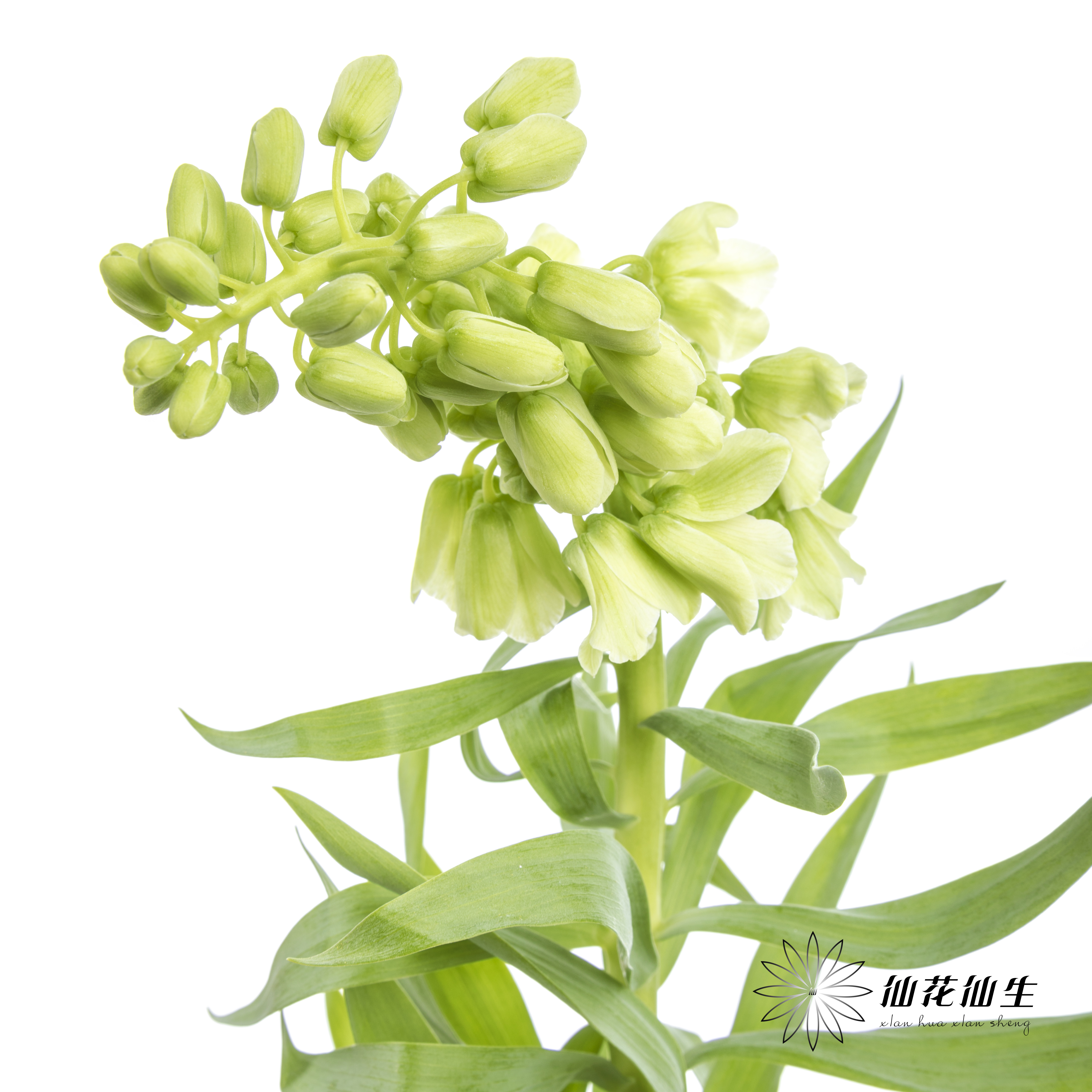 荷兰花材 | 大贝母象牙Ivory Bells