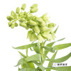 荷兰花材 | 大贝母象牙Ivory Bells 商品缩略图0