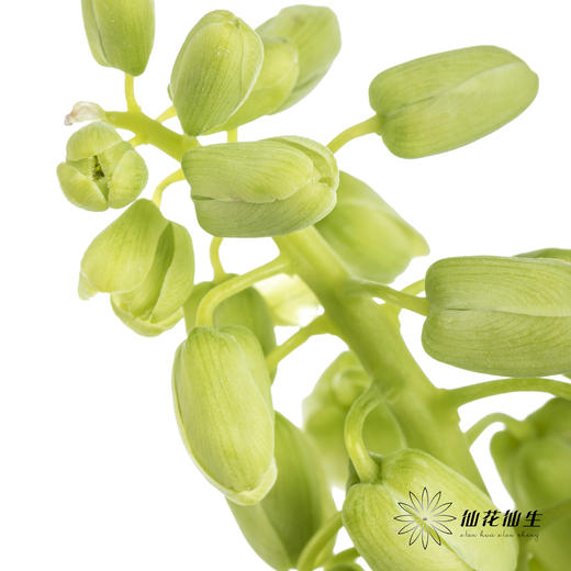 荷兰花材 | 大贝母象牙Ivory Bells 商品图7