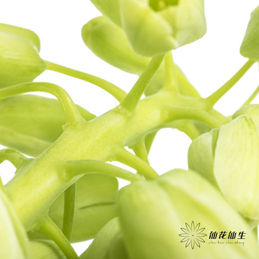 荷兰花材 | 大贝母象牙Ivory Bells 商品图5