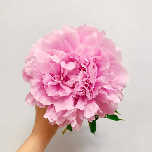 配花-芍药-兰富士-10支 商品图1