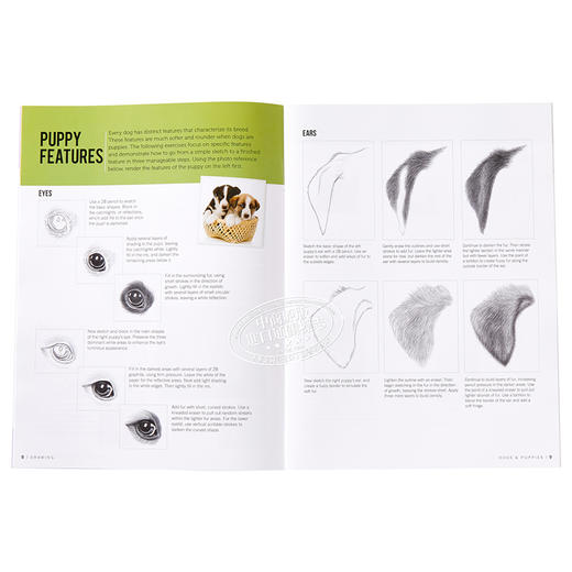 【中商原版】如何绘画系列：狗 英文原版 Drawing: Dogs & Puppies: Learn to draw step by step (How to Draw & Paint) 素描技 商品图4