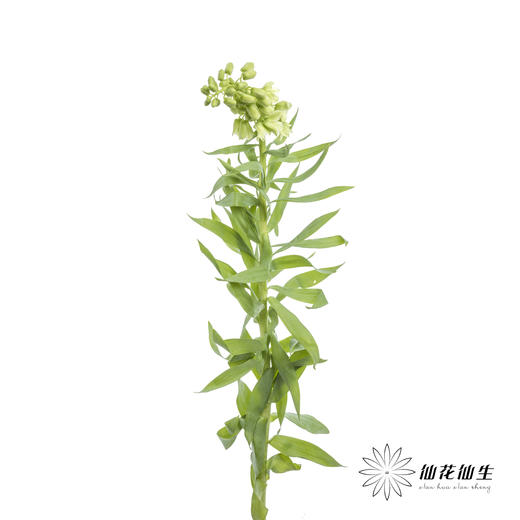 荷兰花材 | 大贝母象牙Ivory Bells 商品图8