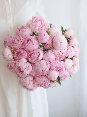 【预售！4.20起陆续发出】莎拉【知足且上进，温柔且坚定】 经典荷兰进口品种粉芍药- 莎拉·伯恩哈特  顺丰空运直发