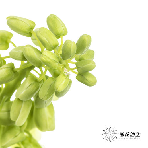 荷兰花材 | 大贝母象牙Ivory Bells 商品图2