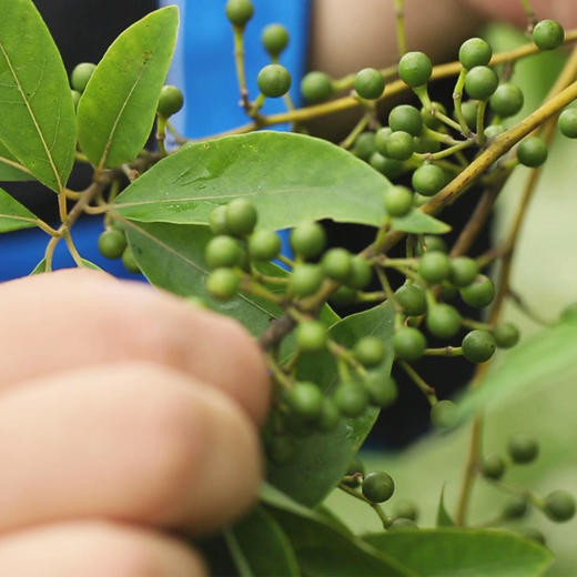 山苍子按摩手捶 长柄+短柄 长柄手锤低头族敲打捶经络 便携 颜色随机 商品图6