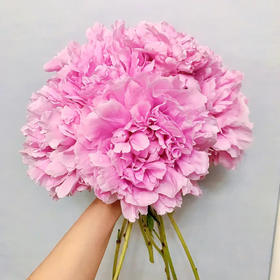 配花-芍药-兰富士-10支