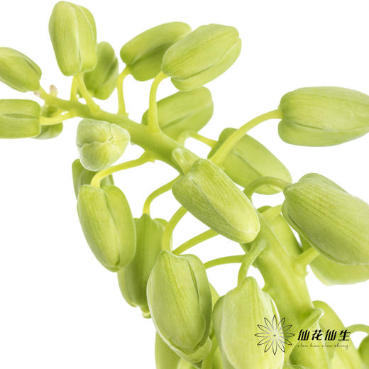 荷兰花材 | 大贝母象牙Ivory Bells 商品图3