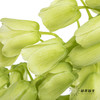 荷兰花材 | 大贝母象牙Ivory Bells 商品缩略图6