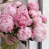 【预售！4.20起陆续发出】莎拉【知足且上进，温柔且坚定】 经典荷兰进口品种粉芍药- 莎拉·伯恩哈特  顺丰空运直发 商品缩略图5