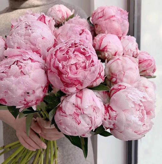 【预售！4.20起陆续发出】莎拉【知足且上进，温柔且坚定】 经典荷兰进口品种粉芍药- 莎拉·伯恩哈特  顺丰空运直发 商品图5