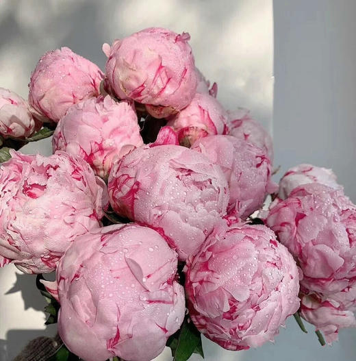 【预售！4.20起陆续发出】莎拉【知足且上进，温柔且坚定】 经典荷兰进口品种粉芍药- 莎拉·伯恩哈特  顺丰空运直发 商品图7