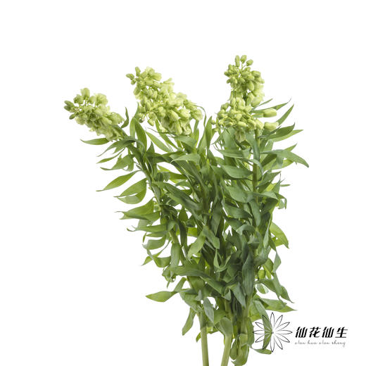 荷兰花材 | 大贝母象牙Ivory Bells 商品图9