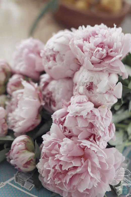 【预售！4.20起陆续发出】莎拉【知足且上进，温柔且坚定】 经典荷兰进口品种粉芍药- 莎拉·伯恩哈特  顺丰空运直发 商品图1