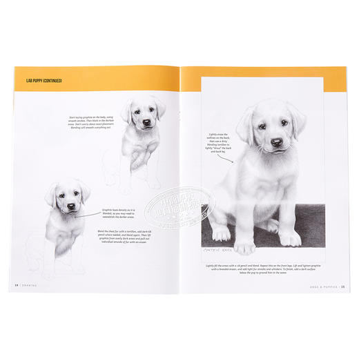 【中商原版】如何绘画系列：狗 英文原版 Drawing: Dogs & Puppies: Learn to draw step by step (How to Draw & Paint) 素描技 商品图7