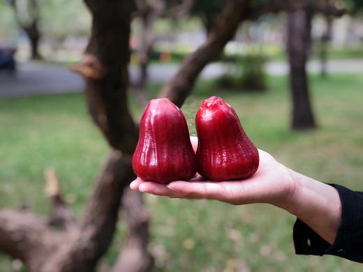 海南 黑金刚莲雾 商品图0